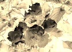 Sepia + Negatyw