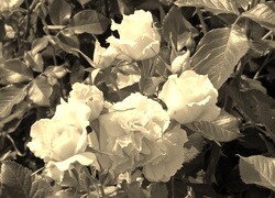 Szary + Sepia