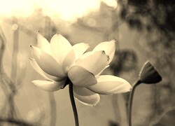 Szary + Sepia