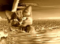 Sepia + Negatyw