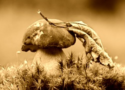 Sepia
