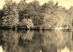 Szary + Sepia