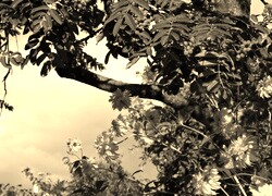 Sepia