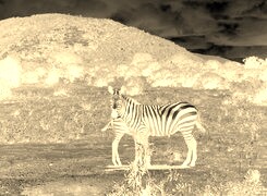 Sepia + Negatyw