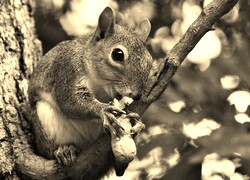 Sepia