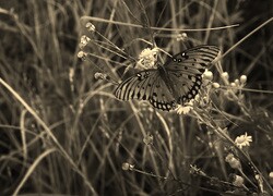 Szary + Sepia