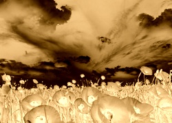Sepia + Negatyw