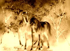 Sepia + Negatyw