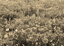 Szary + Sepia