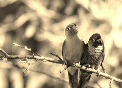 Szary + Sepia