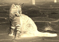 Sepia + Negatyw