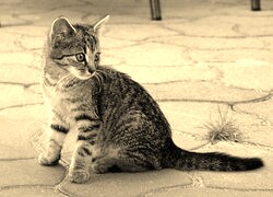 Szary + Sepia