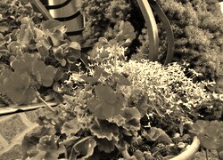 Szary + Sepia