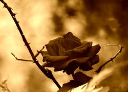 Sepia