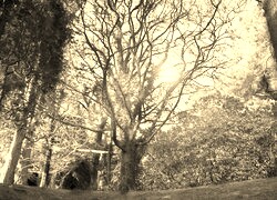 Szary + Sepia