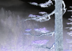 Negatyw
