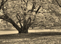 Sepia