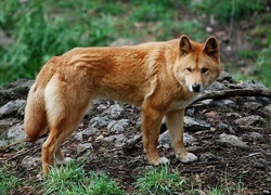 Oryginalny obrazek