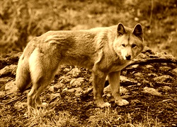 Sepia