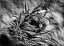 Skamielina