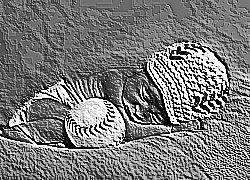 Skamielina