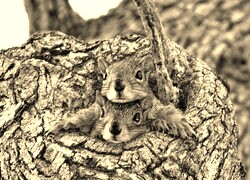 Szary + Sepia