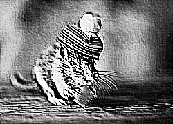 Skamielina