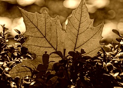 Sepia