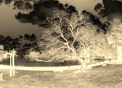 Sepia + Negatyw