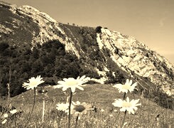 Szary + Sepia