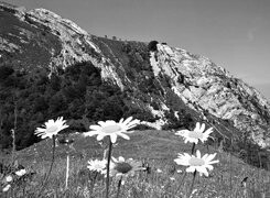 Szary