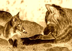 Sepia + Negatyw