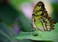 Oryginalny obrazek