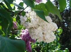 Oryginalny obrazek