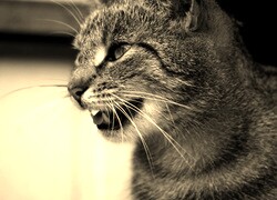 Szary + Sepia