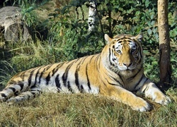 Oryginalny obrazek