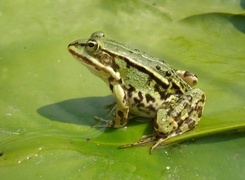 Oryginalny obrazek
