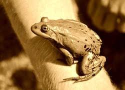 Sepia