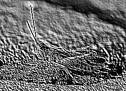 Skamielina