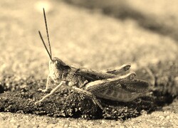 Szary + Sepia