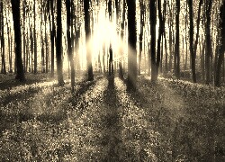Szary + Sepia