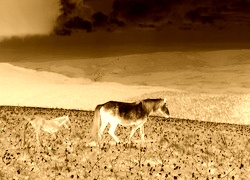 Sepia + Negatyw