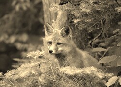 Szary + Sepia