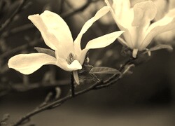 Szary + Sepia