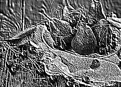 Skamielina