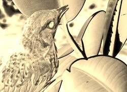 Sepia + Negatyw