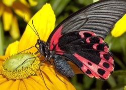 Oryginalny obrazek