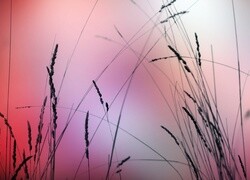 Oryginalny obrazek