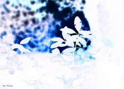 Negatyw