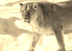 Szary + Sepia